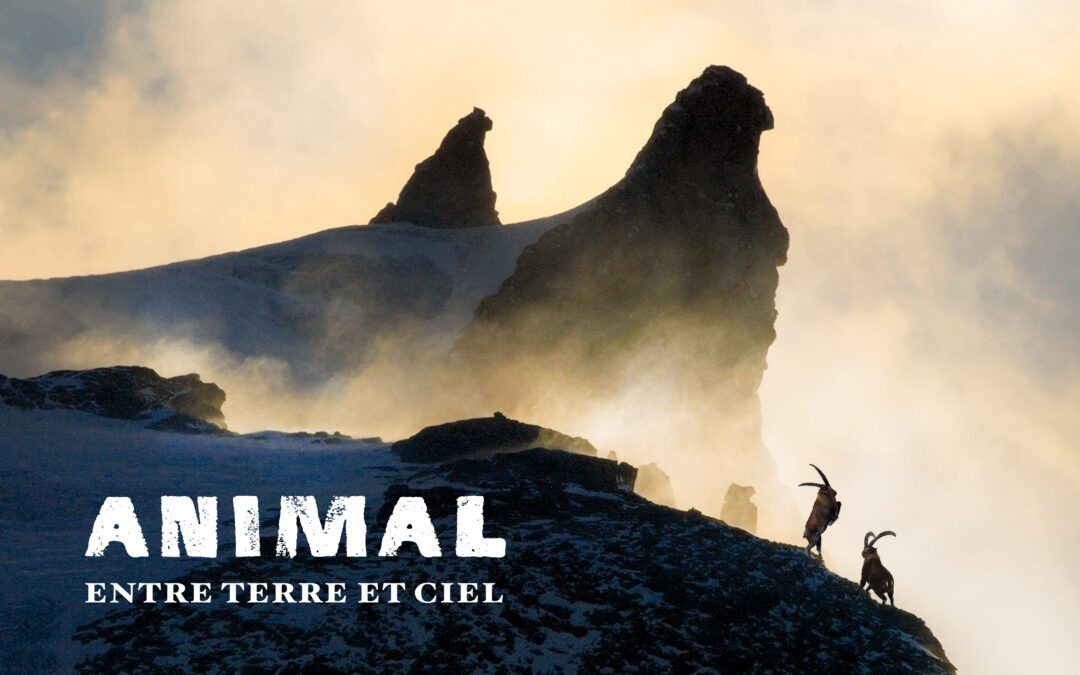 Animal, Entre Terre et Ciel