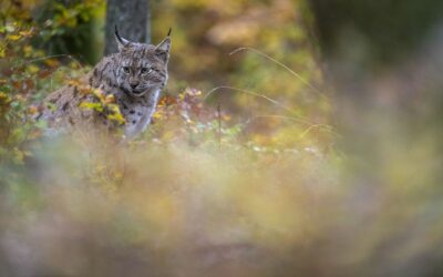 Journée internationale du Lynx