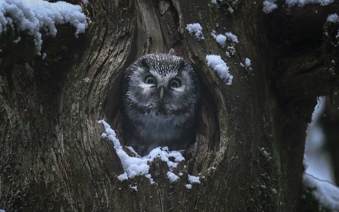 Le chant des forêts