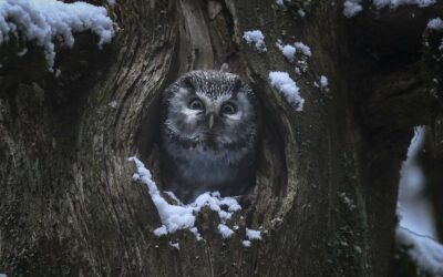 Le chant des forêts